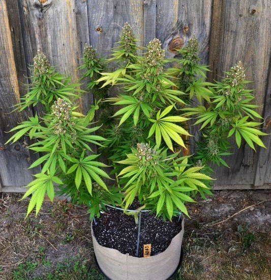 2main-lining-example-marijuana.thumb.jpg.fc1a7bb5bfb21e293fe31d4db2674bb2.jpg