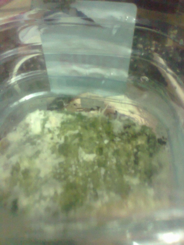 470530414_0589.thumb.jpg.b84eff9d4b7fff539bf819b867746091.jpg