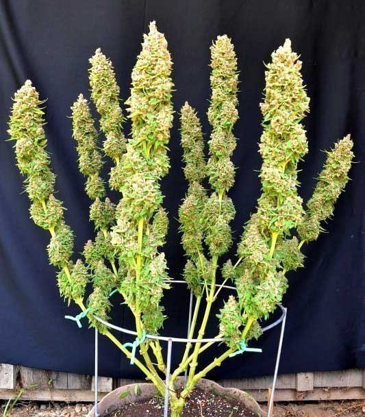 4trimmed-main-lined-marijuana-plant-nugbuckets4.thumb.jpg.14d92982fe1173b420e67167a2f173f4.jpg