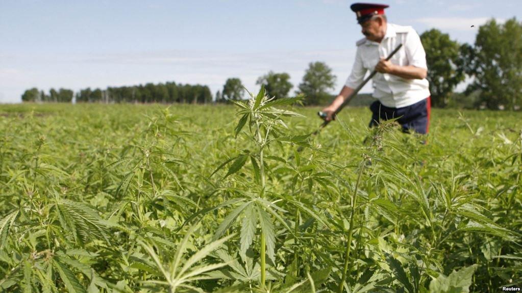 закон за выращивание марихуаны россия