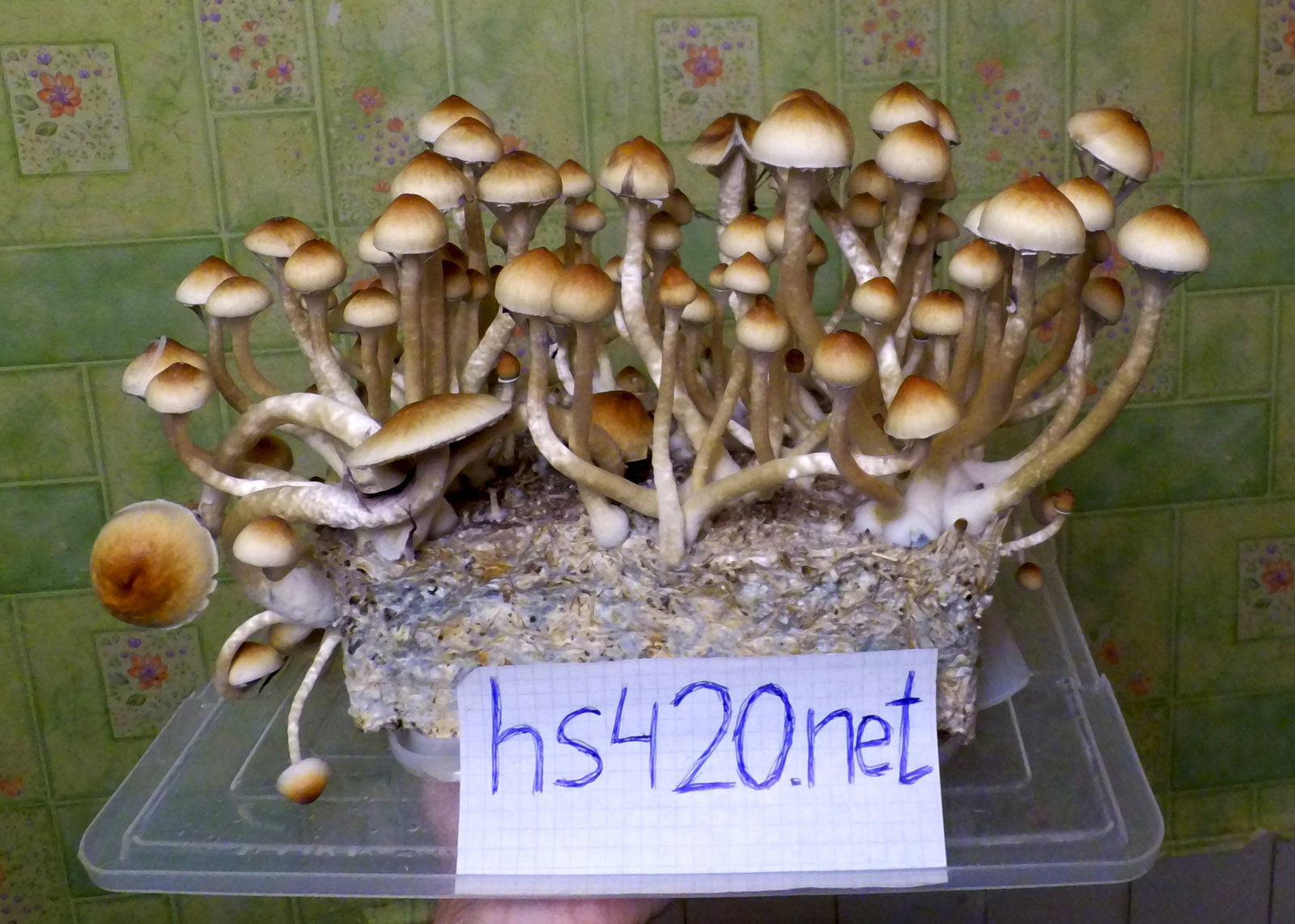 C2843324.jpg.2594ff610508827899fd792affee3db9.jpg