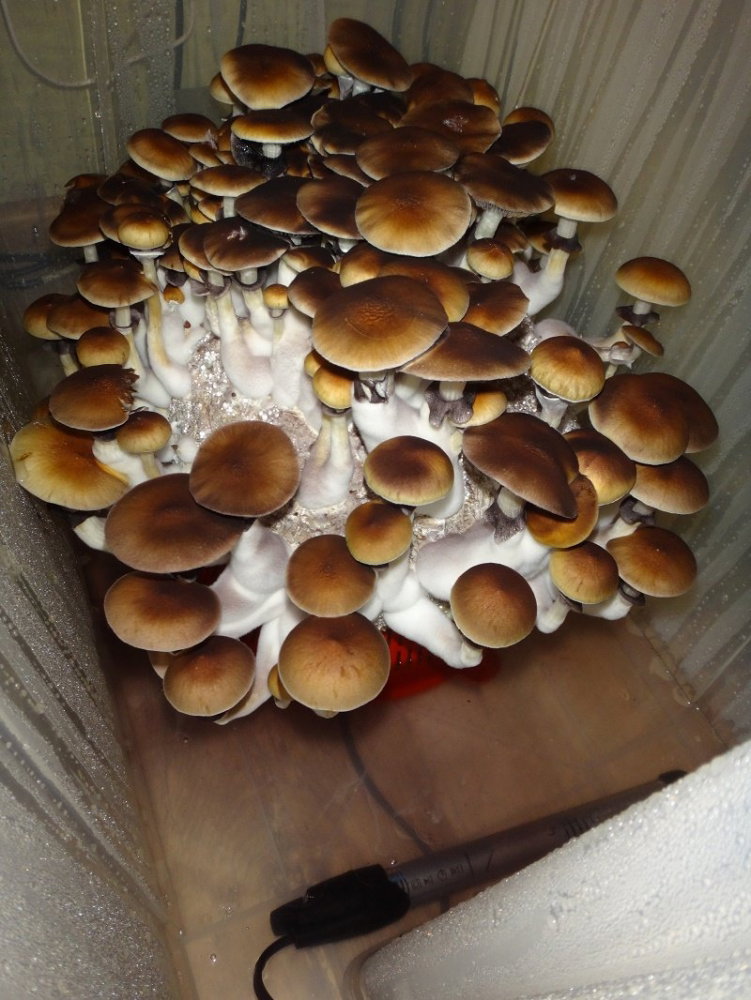 DSC04679.thumb.JPG.fcc761c87acccac322b1e585865a8466.JPG