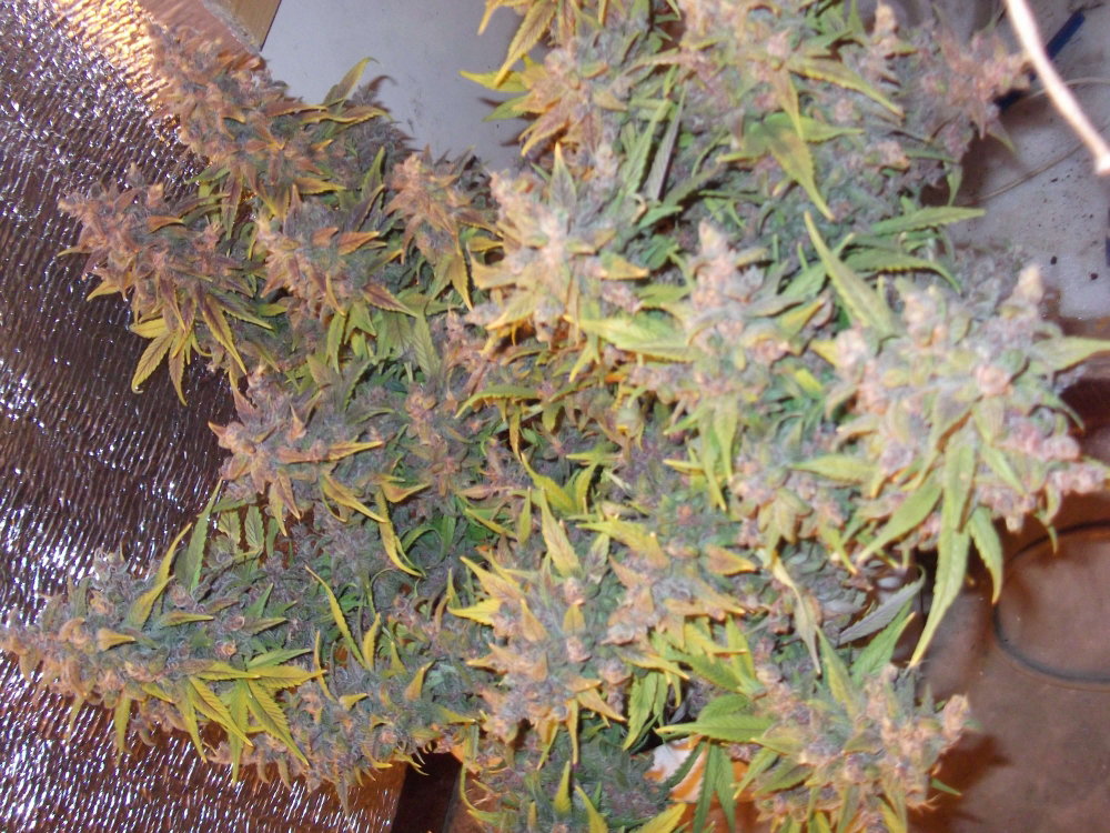 DSCF9507.JPG