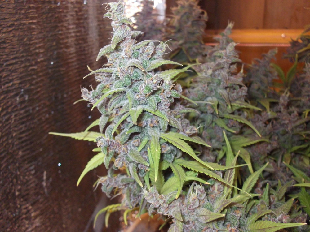 DSCF9508.JPG