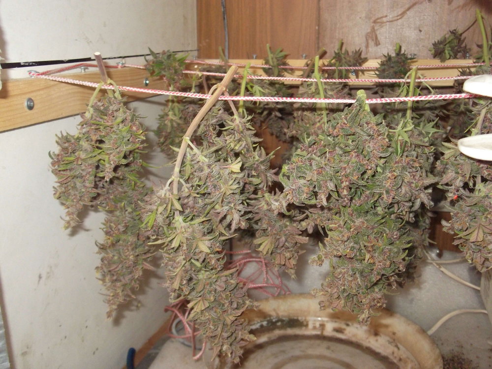 DSCF9511.JPG