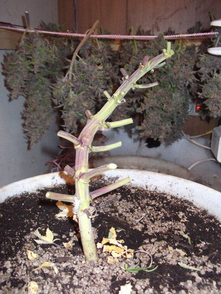 DSCF9512.JPG