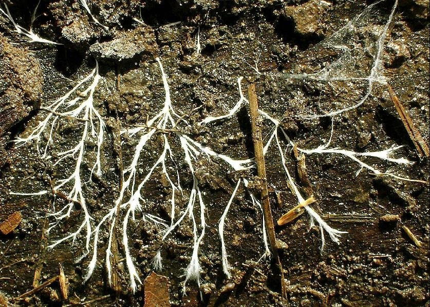 Hyphae.thumb.JPG.280d81077bd12942472d55a02425cbc4.JPG
