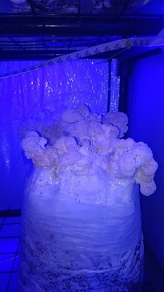 IMG_20190122_203050_268.jpg