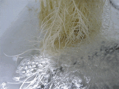 05.gif