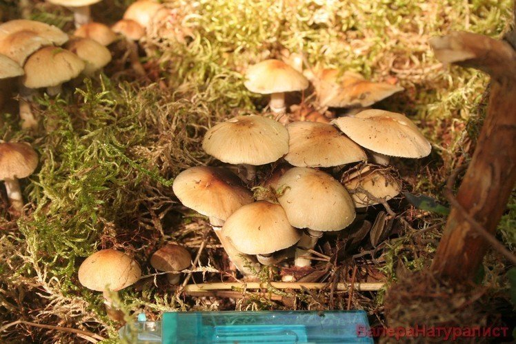 1520009724_215.thumb.jpg.75d8949e98ac65360eec8a167e9afb6e.jpg