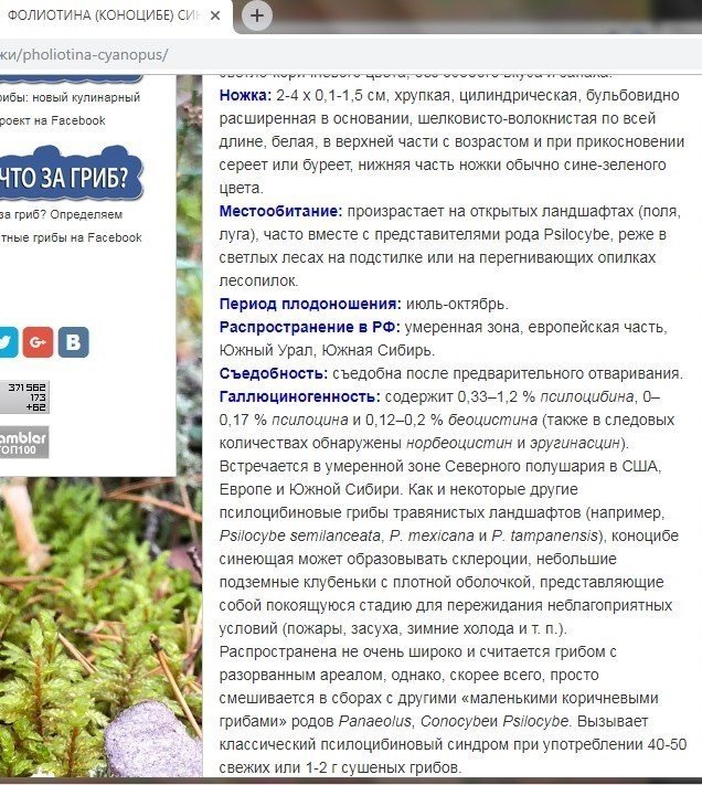 188081652_Pholiotinacyanopus2.thumb.jpg.4267e57eb78cd50eaf79fe0f44206376.jpg