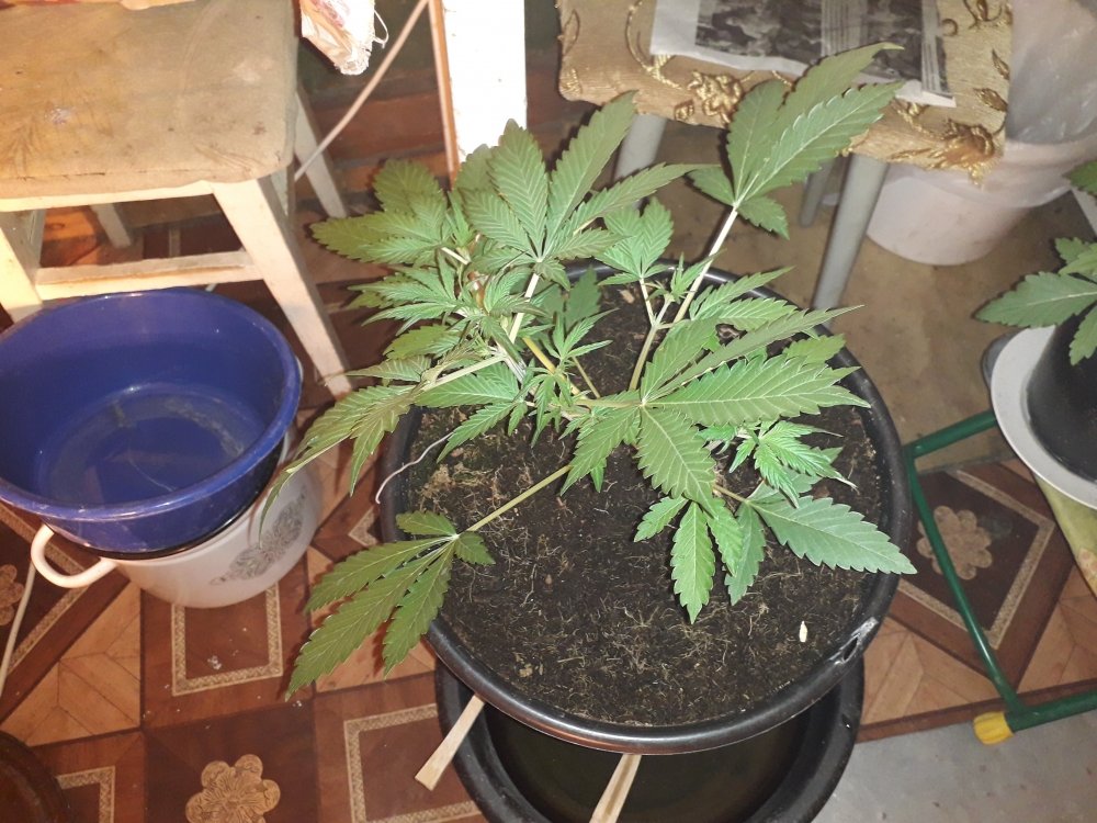 20190227_110314.thumb.jpg.df3ef03569171d0cb8859ed0c8ea9584.jpg