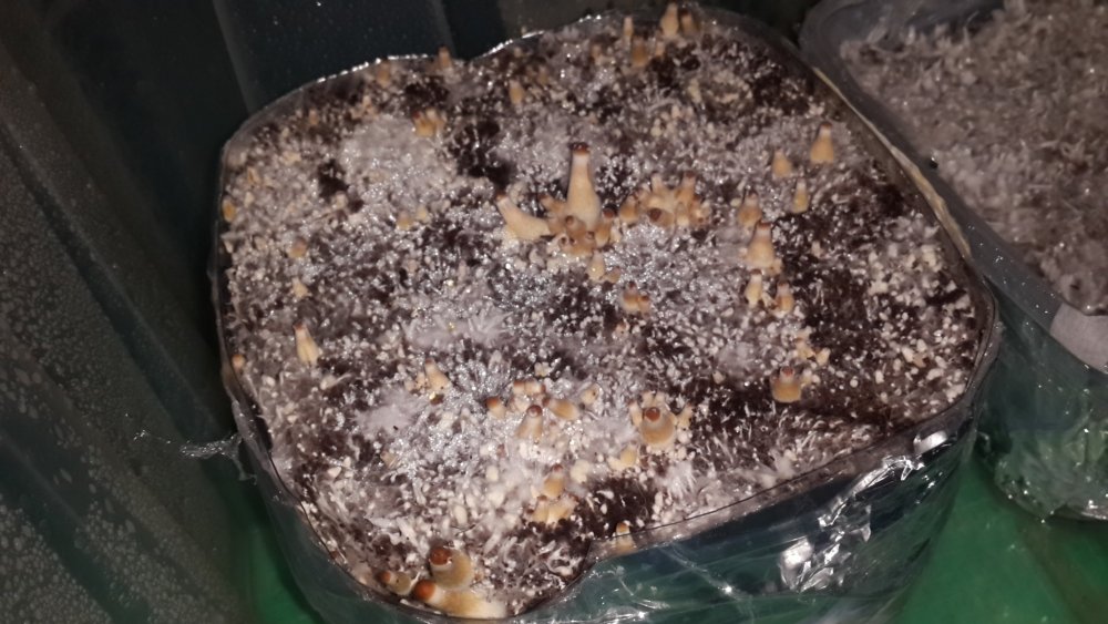 20190302_223035.thumb.jpg.1f020aed6ca572e092a509277a3f75d0.jpg