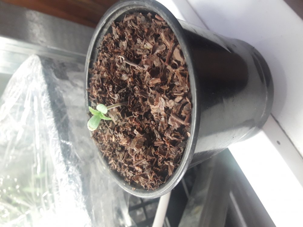 20190305_103435.jpg