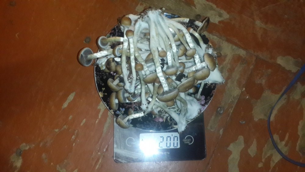 20190306_223219.thumb.jpg.2439d72e1e702a4aabe254559ca26ff7.jpg