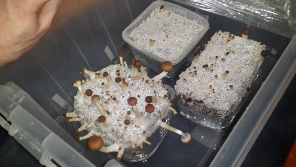 20190308_213757.thumb.jpg.be82cbff2b770ca7c86fc38033dc40b1.jpg