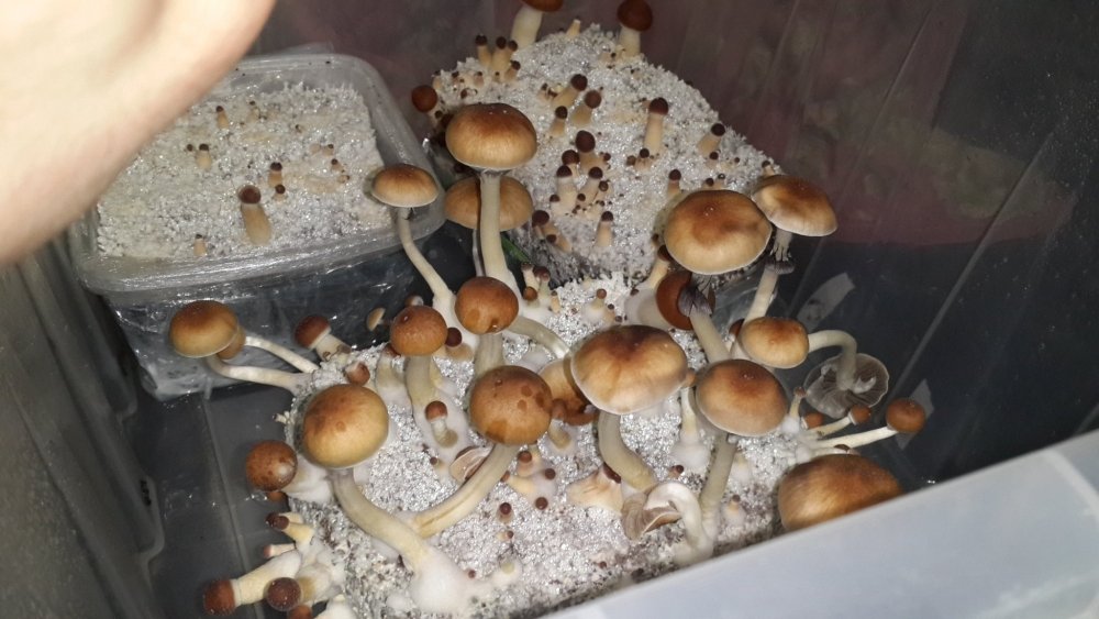 20190309_204056.thumb.jpg.a960ab89f39520aae642495c97841254.jpg