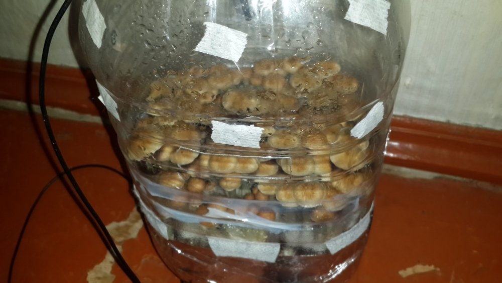 20190310_223852.thumb.jpg.d2a349d29d94ef6d97eb3569b5e10af7.jpg