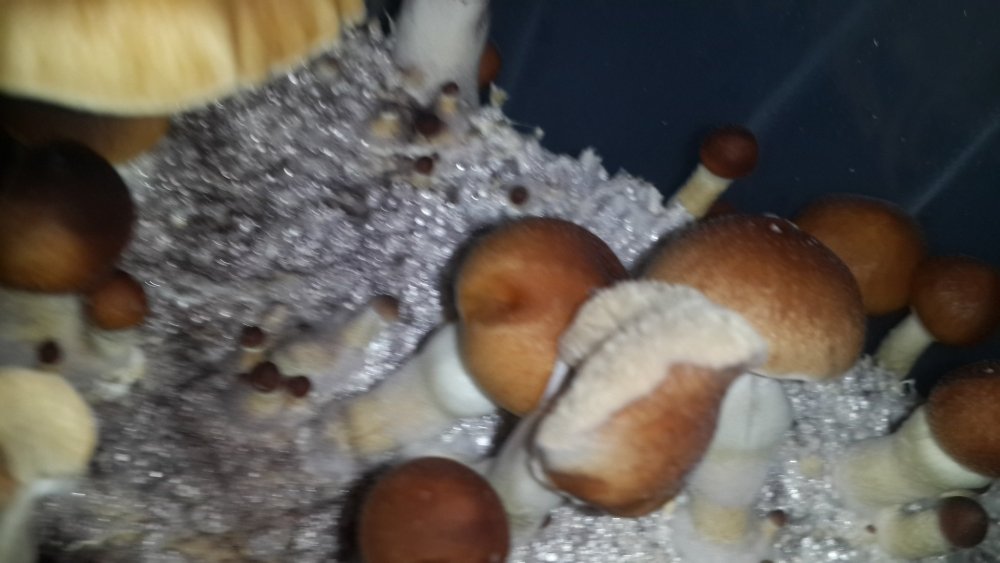20190311_195801.thumb.jpg.5b8c7ee28e654c9f58d29d58bc67bcd8.jpg