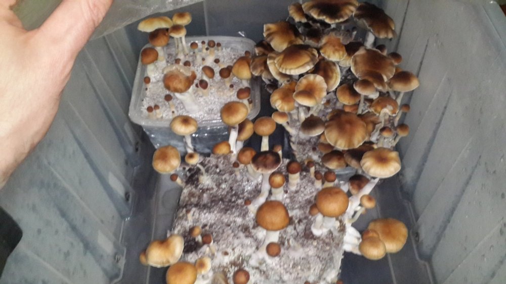20190312_201345.thumb.jpg.bca655666b48d71beb195d9dea2bcdee.jpg