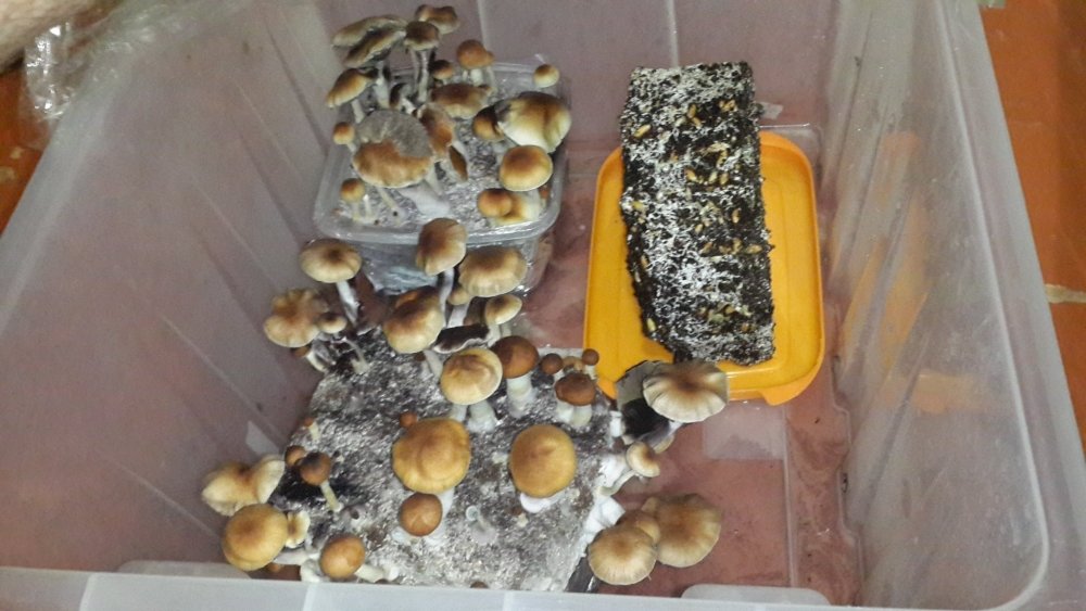 20190313_204040.thumb.jpg.89c6328c28b09dd64729eab7f5f36dce.jpg