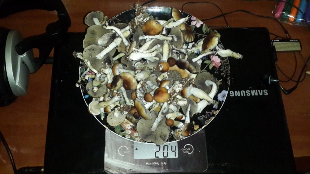 20190313_210641.thumb.jpg.5b5b21533f06b058b3cef994a51f9b6c.jpg