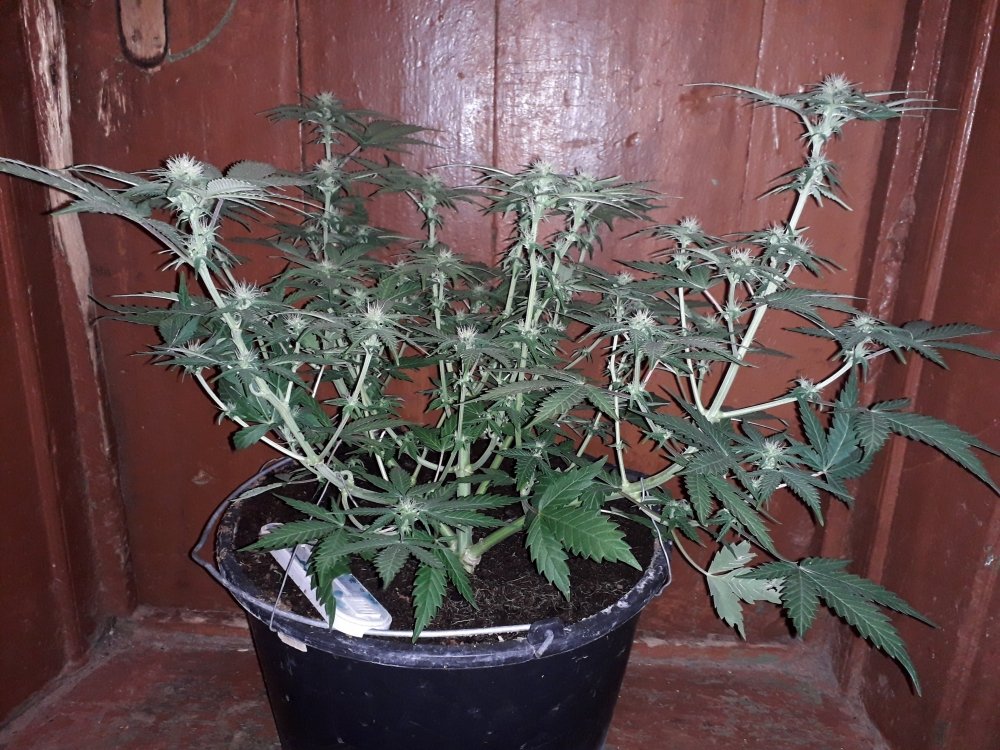 20190320_104442.thumb.jpg.b989a3206d28c3cfad3c0ab1fe5d1080.jpg