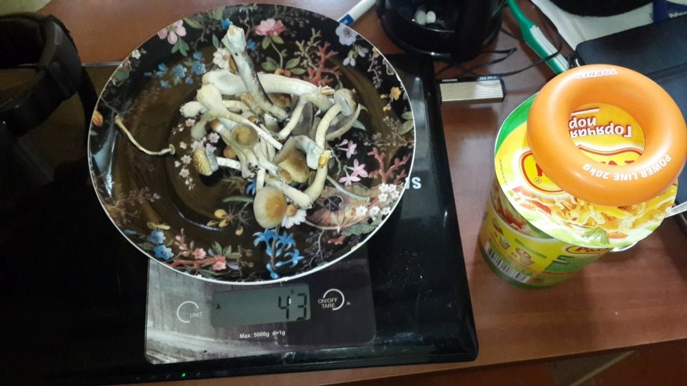20190330_083639.thumb.jpg.05254b0d1545d1a70a5c7c3b54dad927.jpg