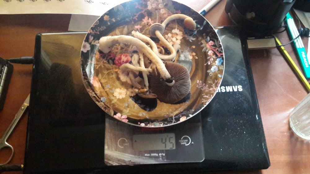 20190331_084039.thumb.jpg.a47f2b80ed2ae3355e39b1e08dde57eb.jpg