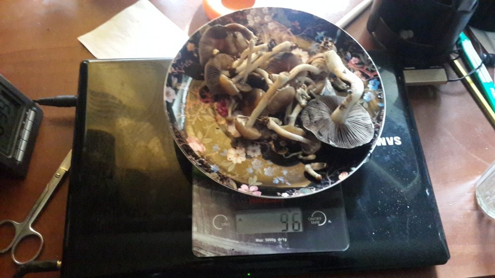 20190331_084208.thumb.jpg.805359bf970fe172c732a462d42a0a89.jpg