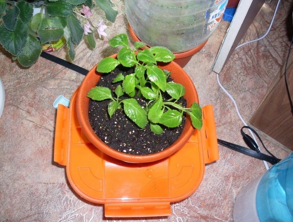 3.thumb.jpg.56c5f047c0930d2cbde58ee239d170aa.jpg