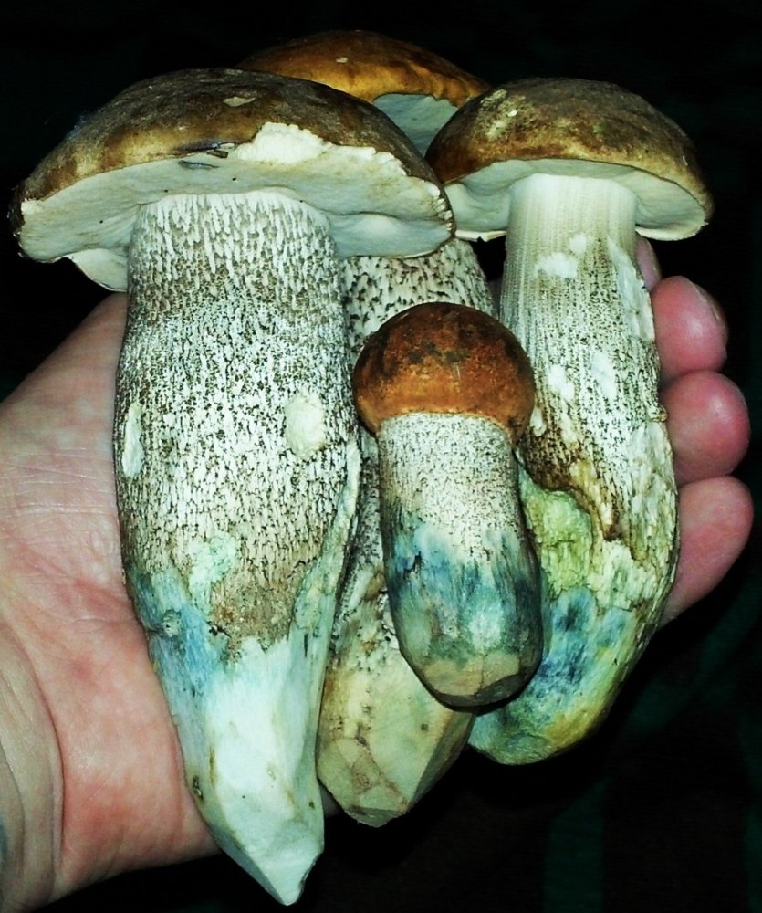 4.thumb.jpg.0e393d9e88ec68551f389f8fbd57489a.jpg