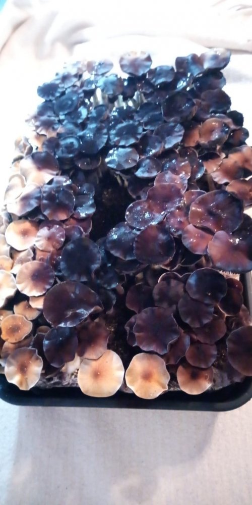 IMG-20190319-WA0008.jpg