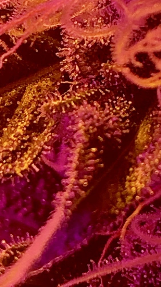 IMG_3192.thumb.jpg.e769762188cb3aca1a774b2d46a6594d.jpg