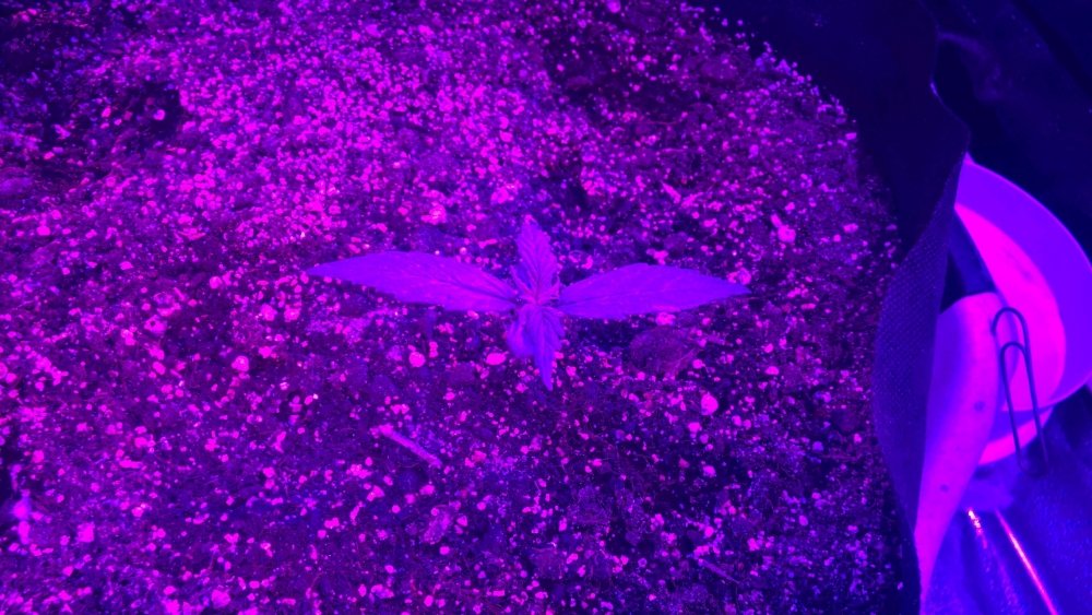 WP_20190122_09_36_09_Pro.jpg