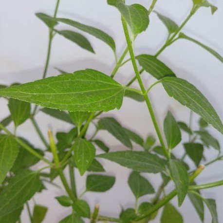 hierba-de-los-suenos-plantas.thumb.jpg.6005f8cbb3f6b1c56e6fe773467ee9b6.jpg