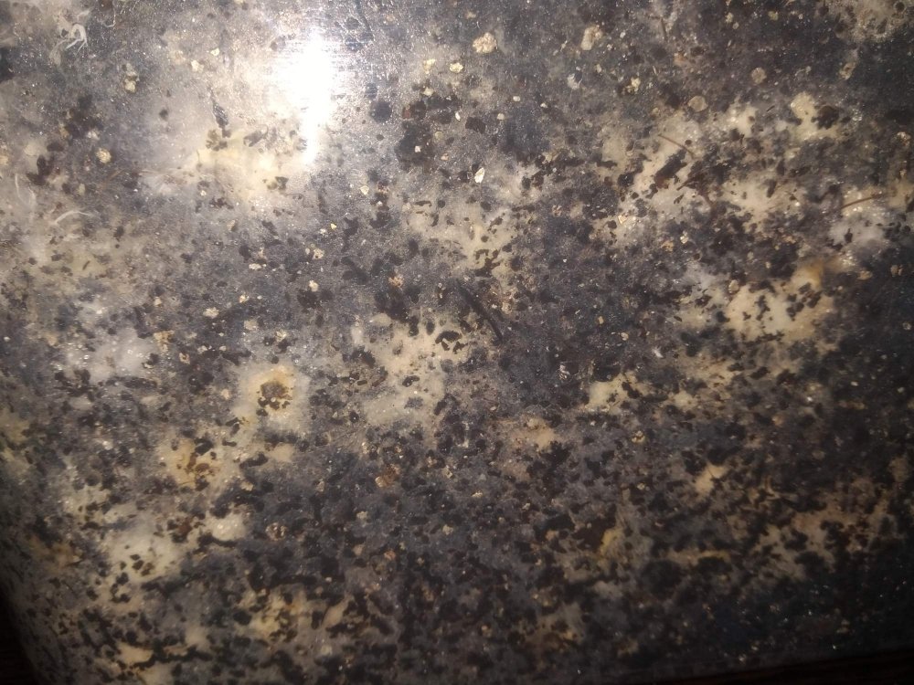0_IMG_20190429_113252.thumb.jpg.09ab72813bda794578b81ca7c859e6a6.jpg