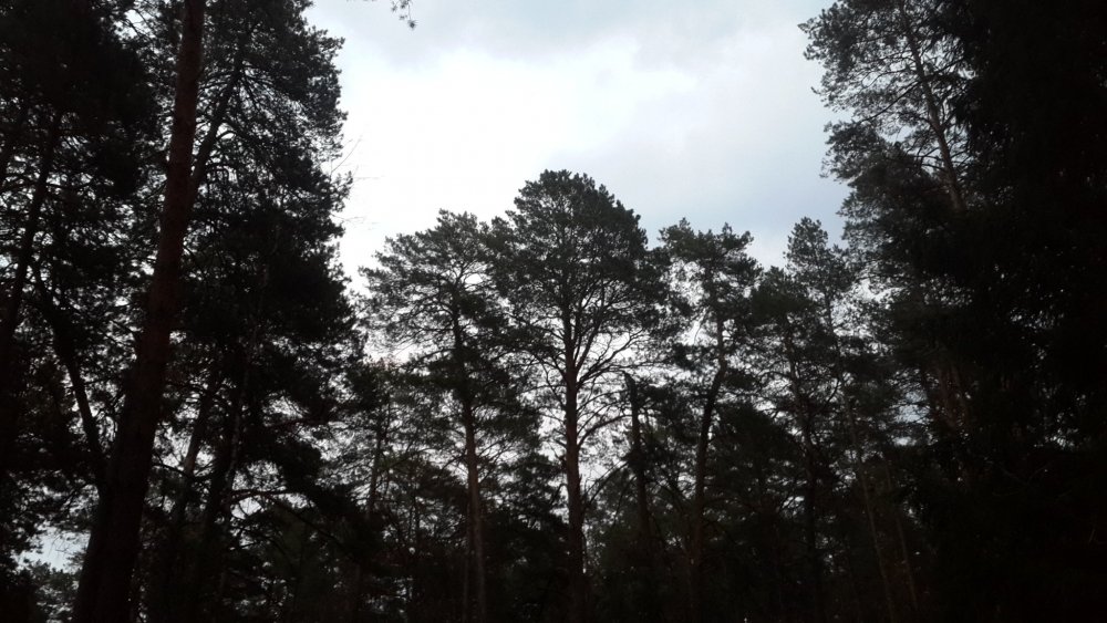 20190408_191825.thumb.jpg.666c30f0e0aa576adc790d3f6721517b.jpg