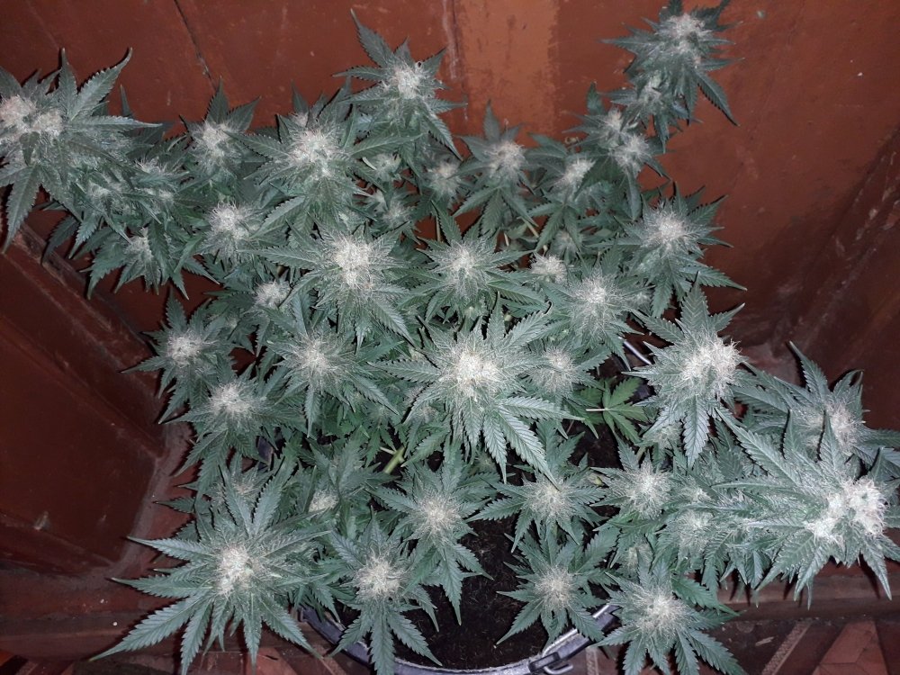 20190412_095151.thumb.jpg.9028be55cf25c65be37e510a54467085.jpg