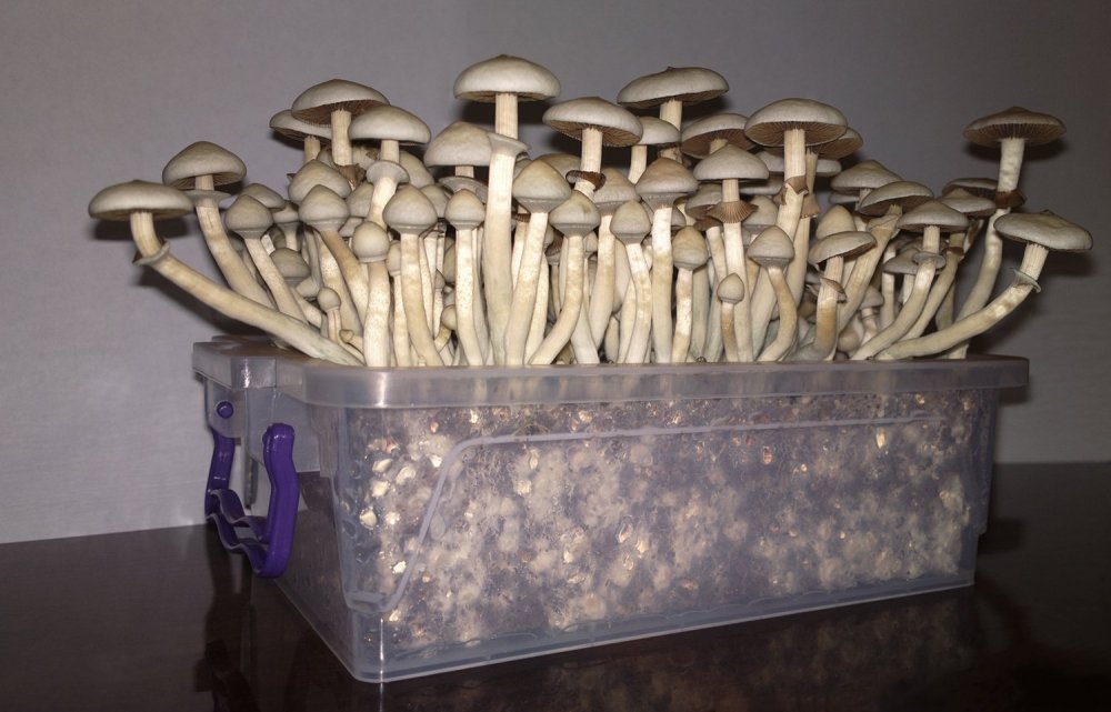 57(2).thumb.jpg.475f22e767eb0b7e538209051d815329.jpg
