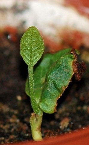 6.thumb.JPG.84914ee45c58b9344786a47b4e2616b4.JPG