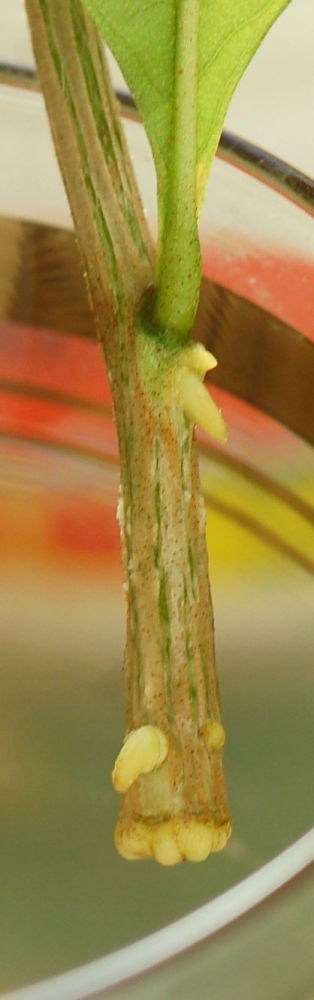 6.thumb.JPG.b07e44aadcff8651323e15db5a4b3a44.JPG