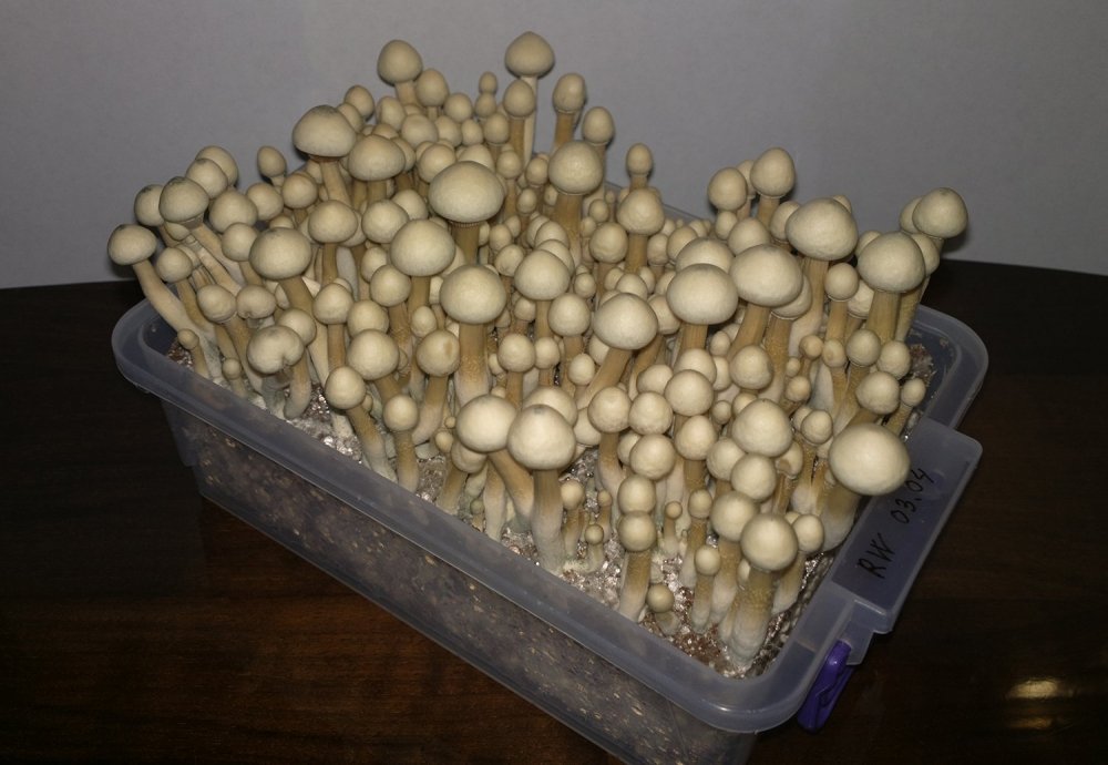 63(4).thumb.jpg.e31c94715bdfe75694ba4d6d5d98af7e.jpg