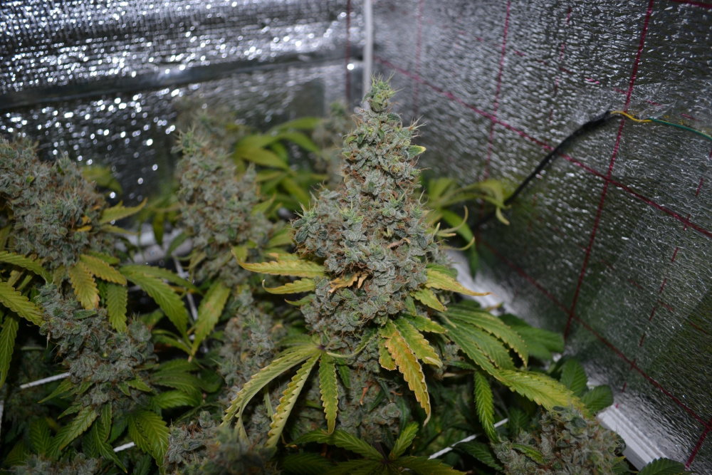 DSC_0147.JPG