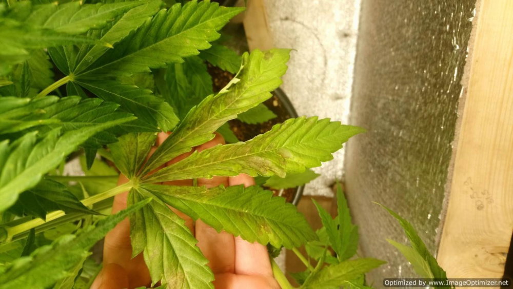 DSC_1080-Optimized.thumb.JPG.e963dfde1eec3e8e8f3651d8398a6cb3.JPG