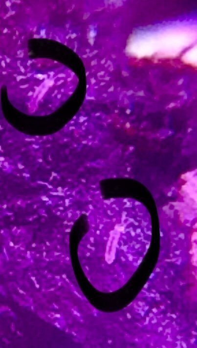E3C8A910-7FD6-478B-9353-4C8992E5C93C.thumb.jpeg.14cf8a5e50bfaf1d5c90620a1a5a5273.jpeg