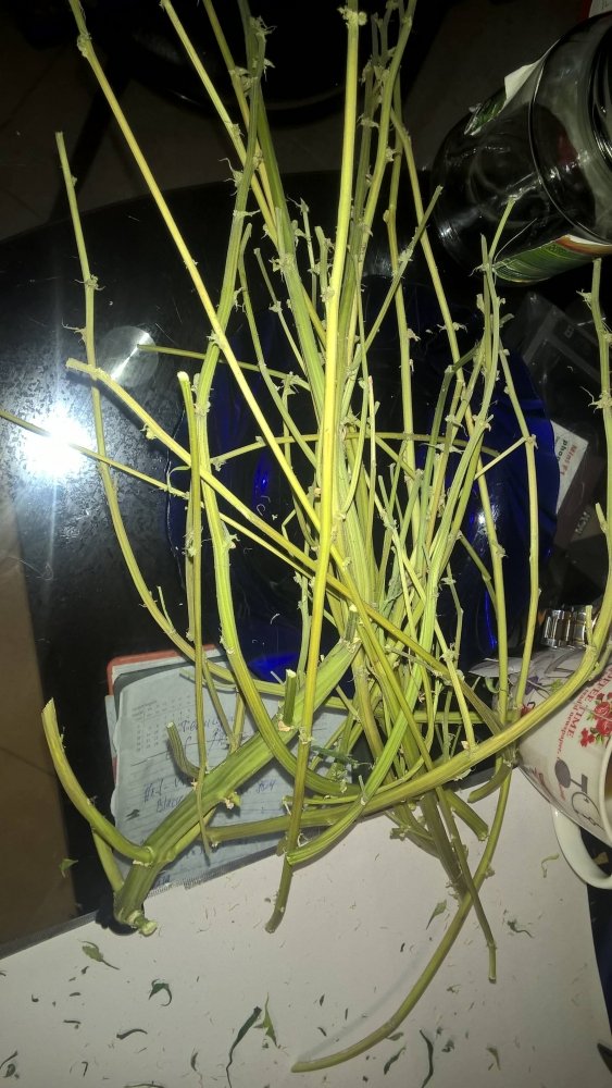 WP_20190422_20_31_20_Pro.thumb.jpg.e26fdd3c1e21146457795d45b52f0fed.jpg