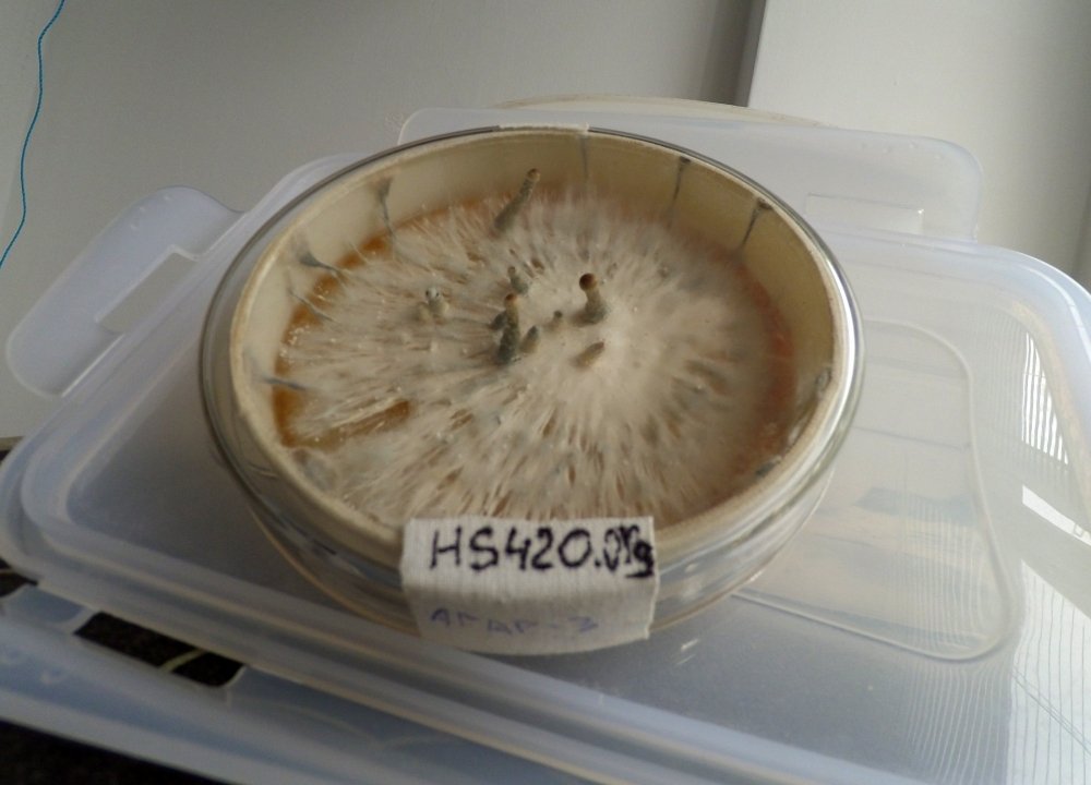 YDXJ3543_hs420.jpg