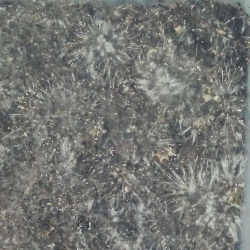 pervie_primordii_04042019.jpg
