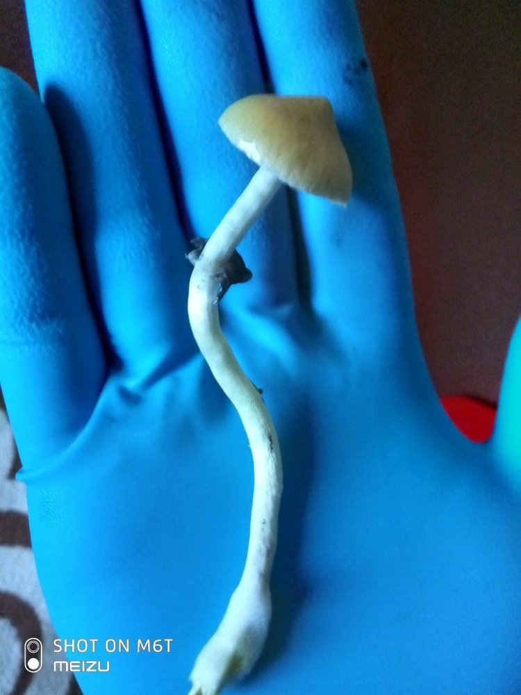 tmp-cam-1365069315.thumb.jpg.362a9ab08e344566507e9b3dbaf5b9e1.jpg
